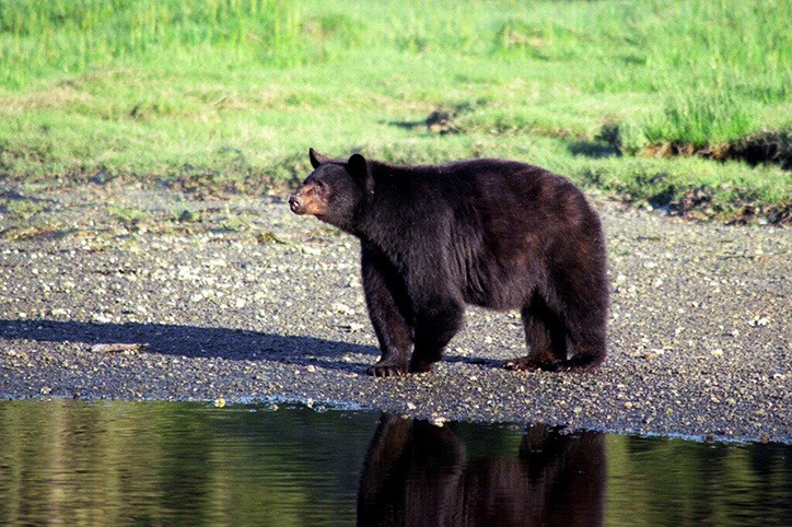 Bear on foreshore