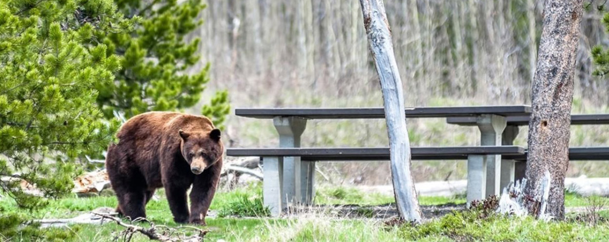 Brown Bear