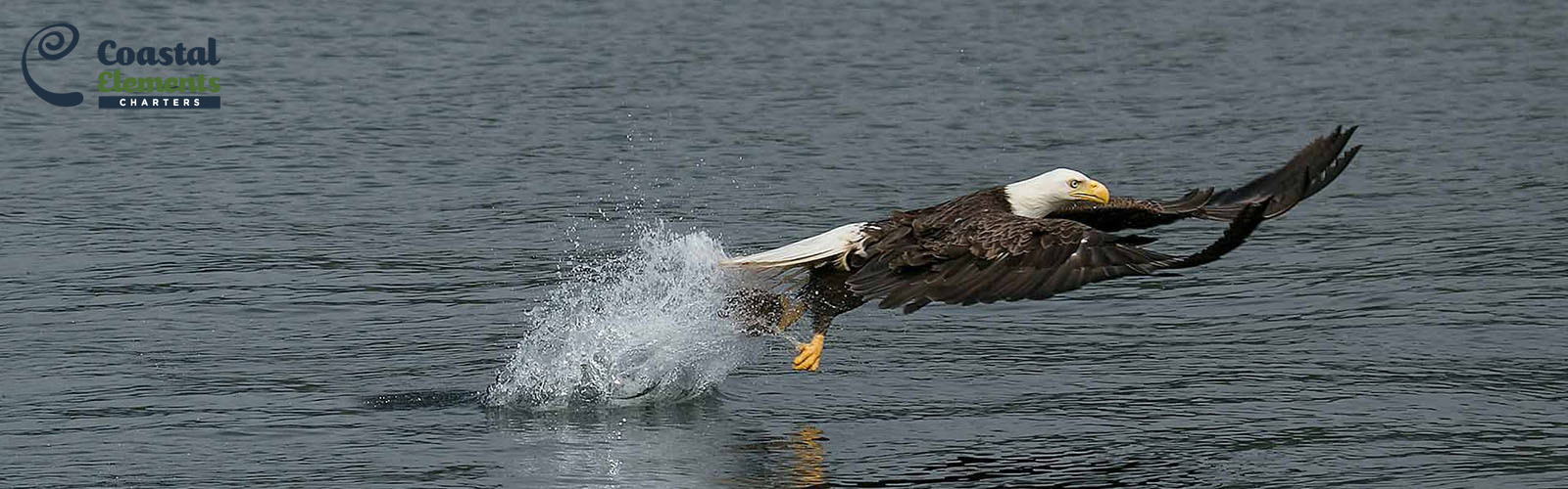 Eagle flying