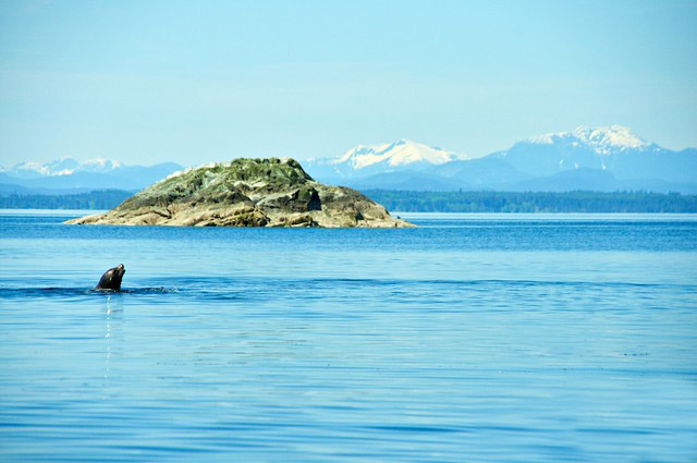 Mitlenatch Island