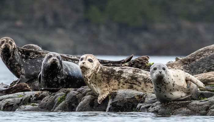 Seals on rocks